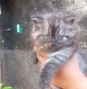Persian Cat Female ( Kitten )