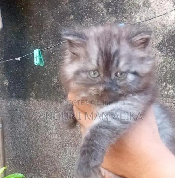 Persian Cat Female ( Kitten )