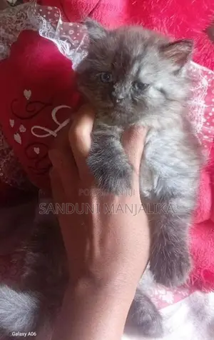 Persian Cat Female ( Kitten )