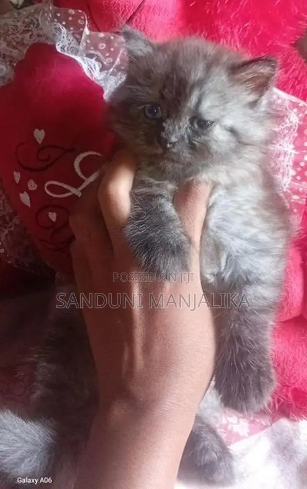 Persian Cat Female ( Kitten )