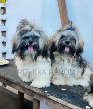 Shih Tzu Male Puppy