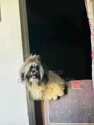 Shih Tzu Male Puppy