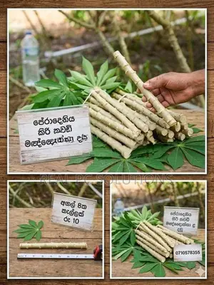 පේරාදෙනිය කිරිකවඩි මඤ්ඤොක්කා බීජ කෝටු