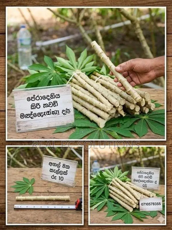 පේරාදෙනිය කිරිකවඩි මඤ්ඤොක්කා බීජ කෝටු