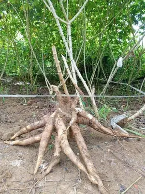 පේරාදෙනිය කිරිකවඩි මඤ්ඤොක්කා බීජ කෝටු