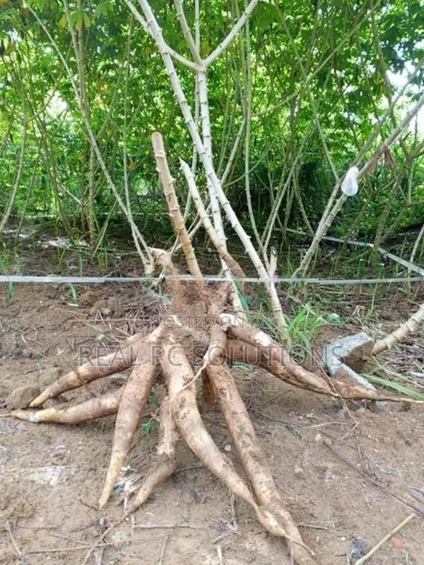 පේරාදෙනිය කිරිකවඩි මඤ්ඤොක්කා බීජ කෝටු