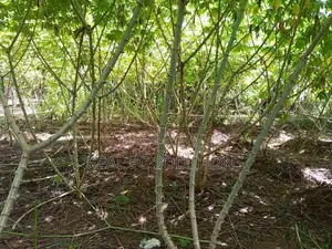 පේරාදෙනිය කිරිකවඩි මඤ්ඤොක්කා බීජ කෝටු