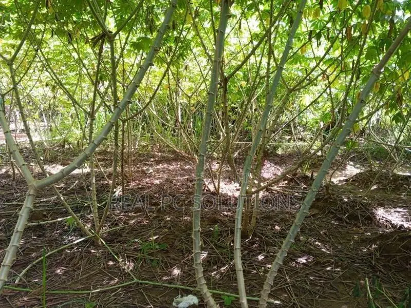 පේරාදෙනිය කිරිකවඩි මඤ්ඤොක්කා බීජ කෝටු