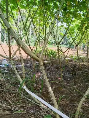 පේරාදෙනිය කිරිකවඩි මඤ්ඤොක්කා බීජ කෝටු