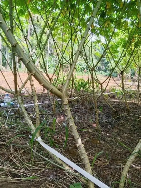 පේරාදෙනිය කිරිකවඩි මඤ්ඤොක්කා බීජ කෝටු