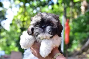 Shih Tzu Puppy
