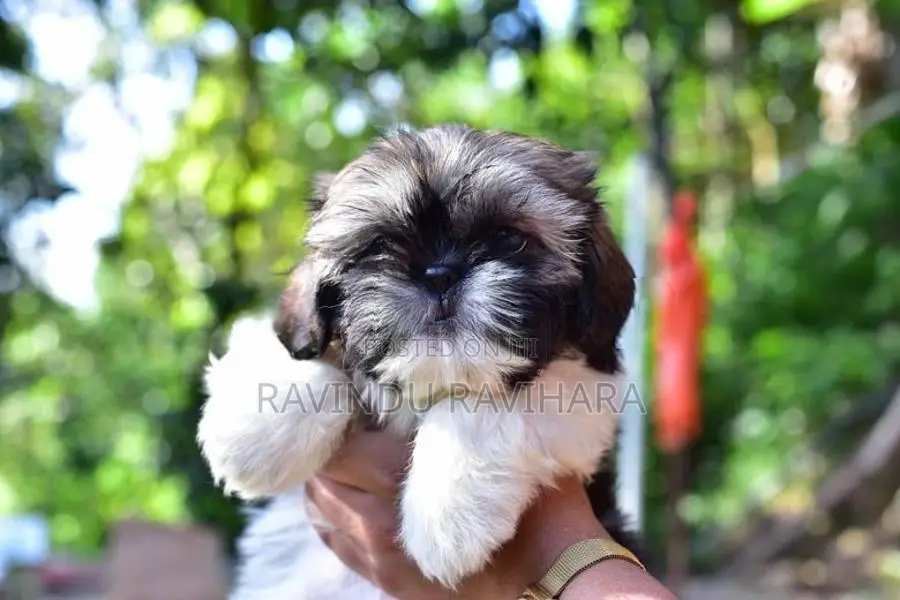 Shih Tzu Puppy