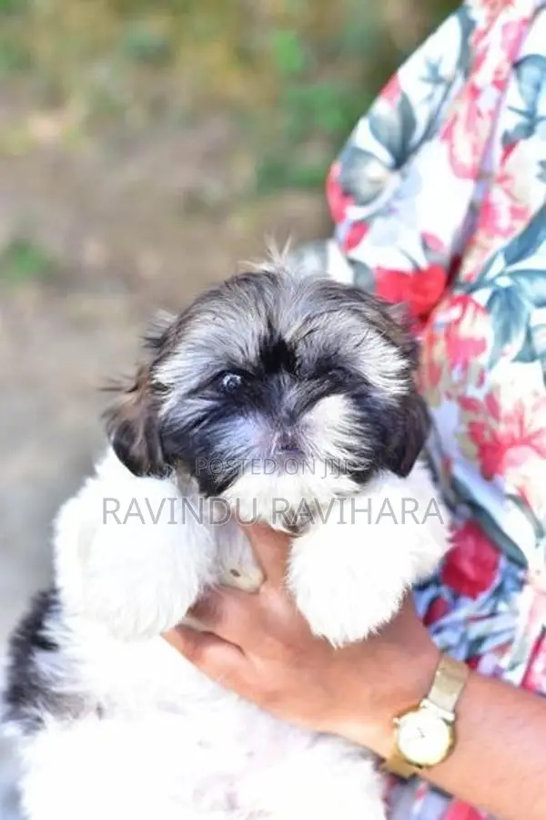 Shih Tzu Puppy