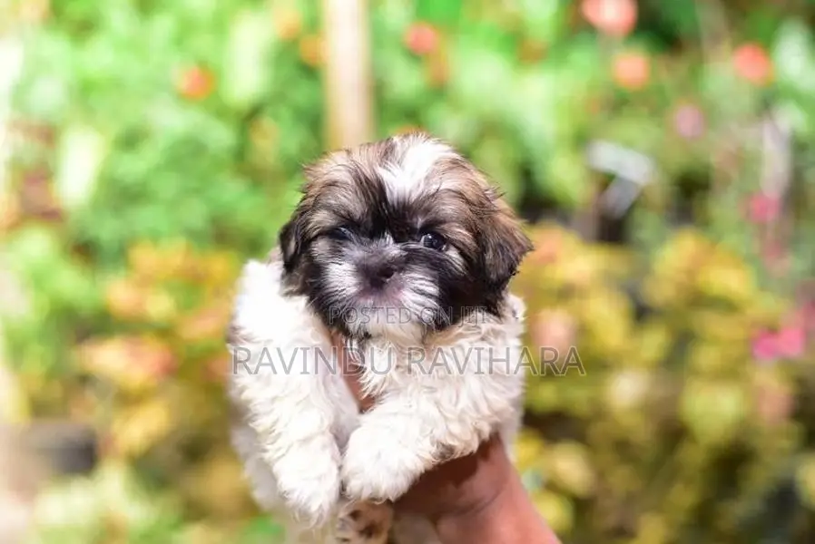 Shih Tzu Puppy