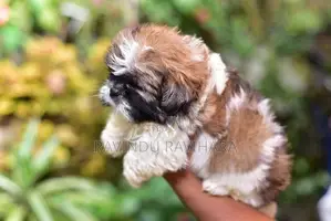 Shih Tzu Puppy