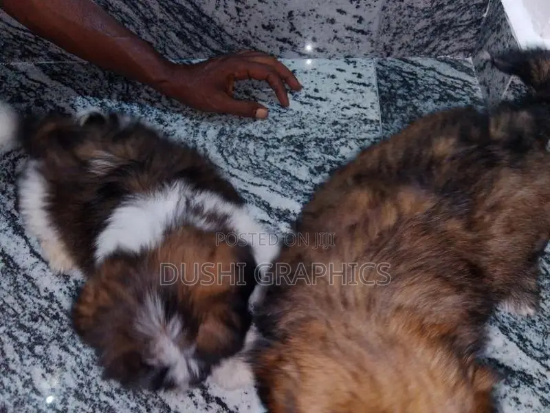 Shih Tzu Puppies