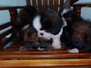 Shih Tzu Puppies