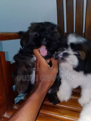 Shih Tzu Puppies