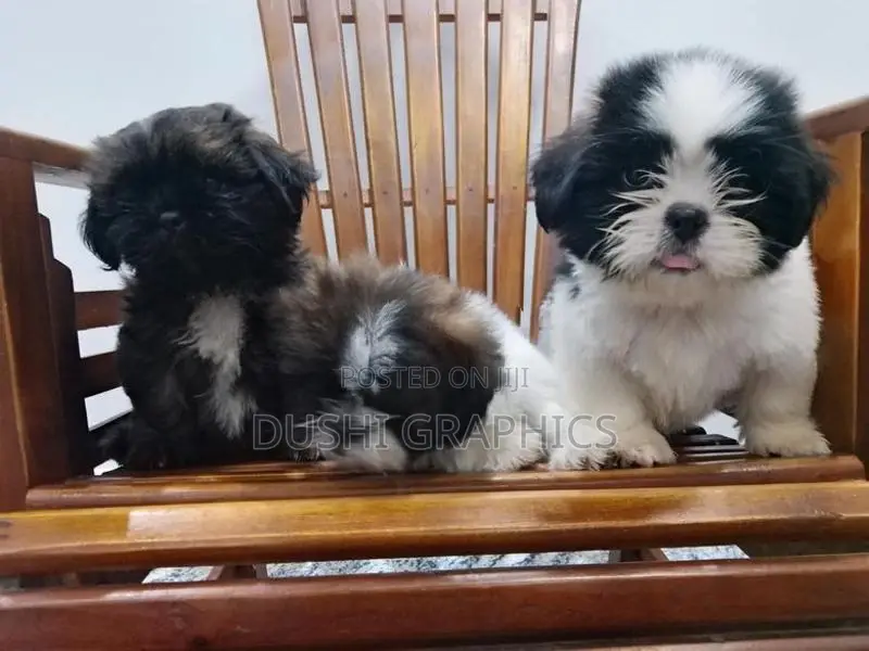 Shih Tzu Puppies