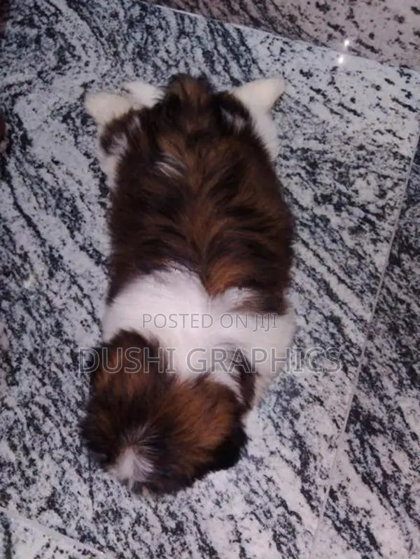 Shih Tzu Puppies
