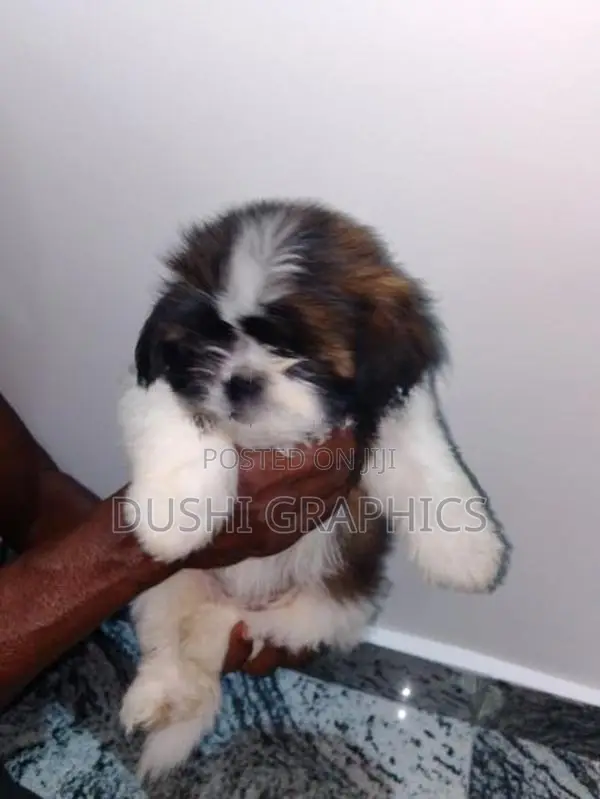 Shih Tzu Puppies