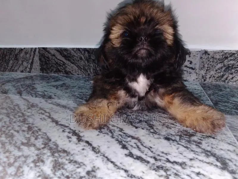 Shih Tzu Puppies
