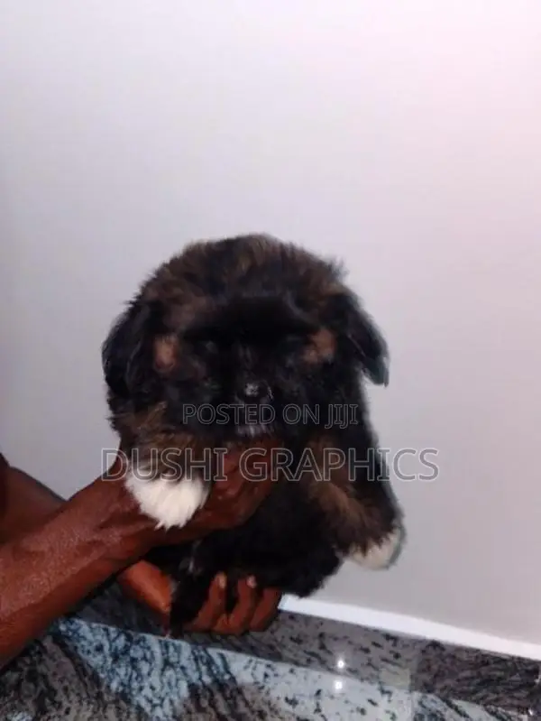 Shih Tzu Puppies