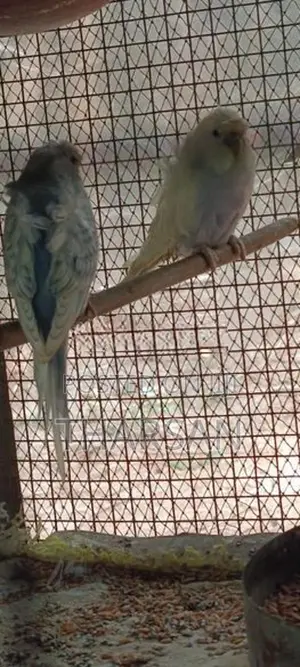 Helicopter Love Birds
