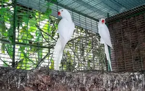 Ringneck birds
