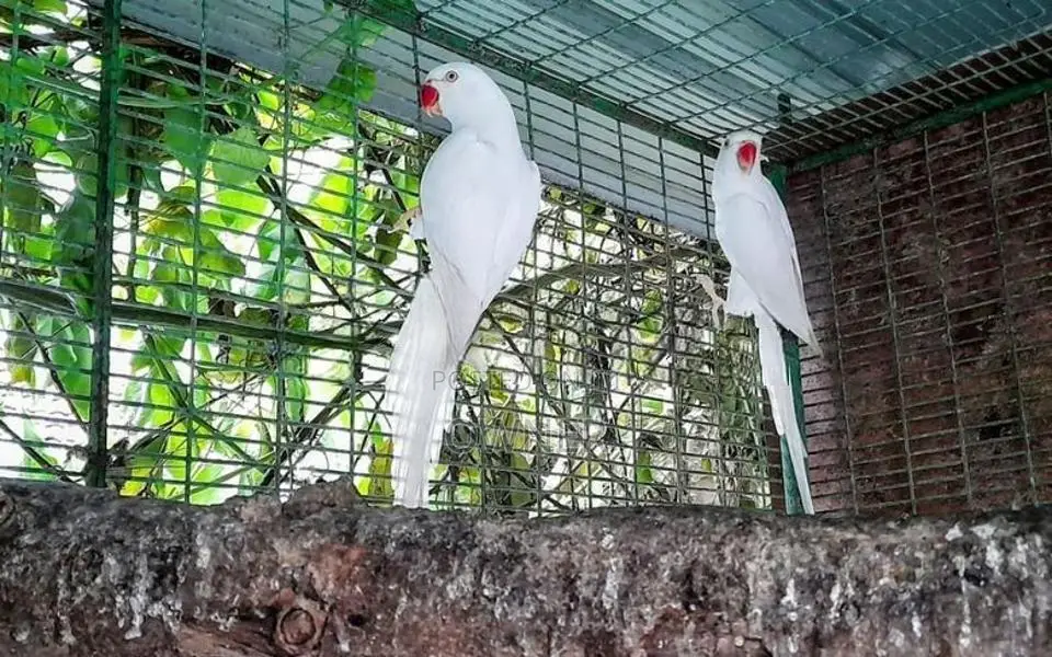 Ringneck birds