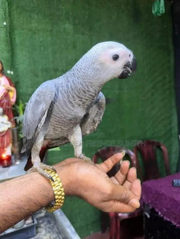 African Gray Male