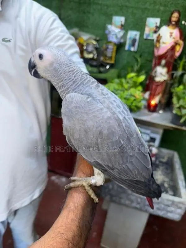 African Gray Male