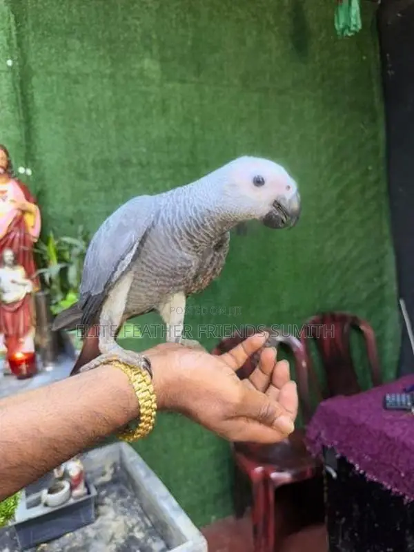 African Gray Male