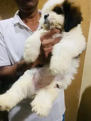 Shih Tzu Puppies