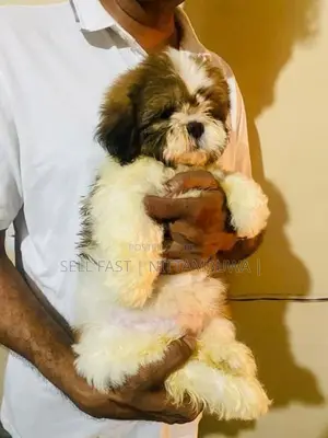Shih Tzu Puppies