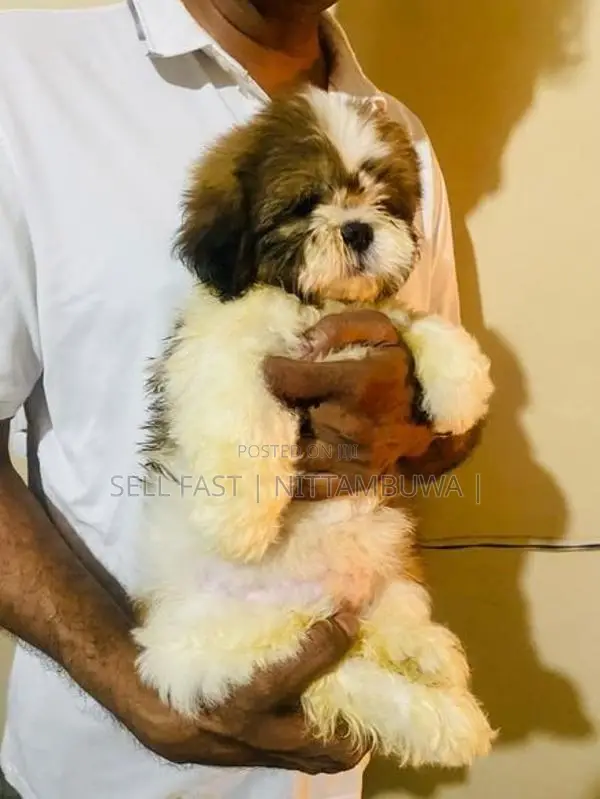 Shih Tzu Puppies
