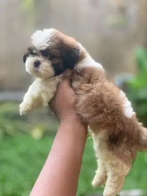 Shih Tzu Puppies