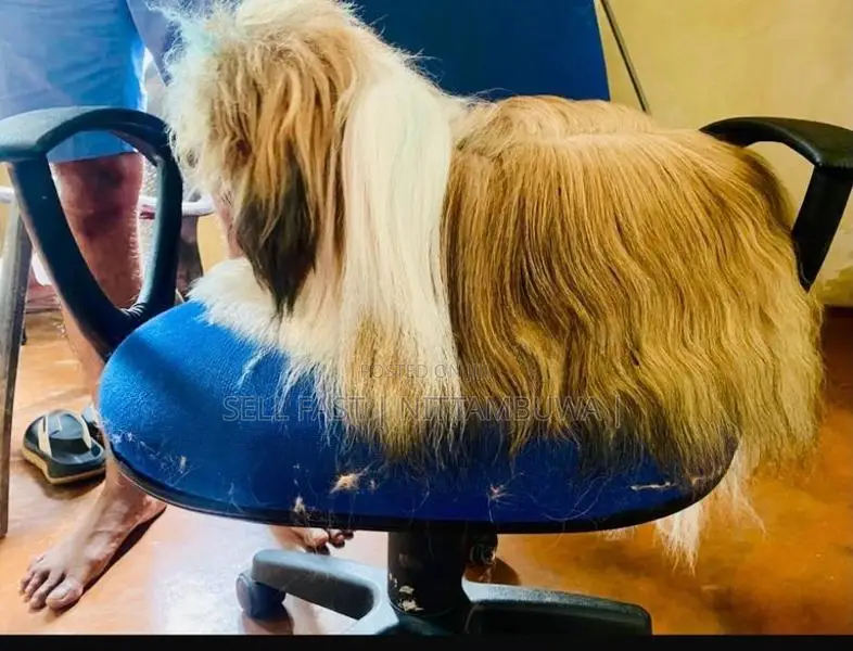 Shih Tzu Puppies