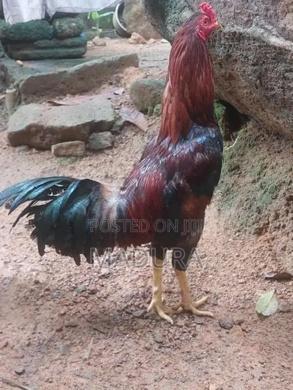 Asil Rooster