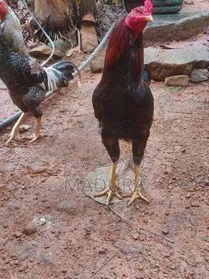 Asil Rooster