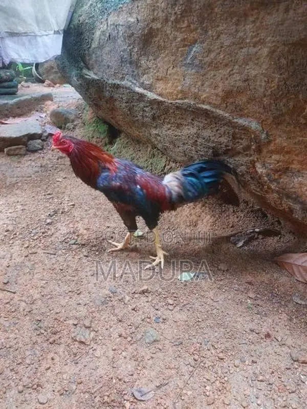 Asil Rooster