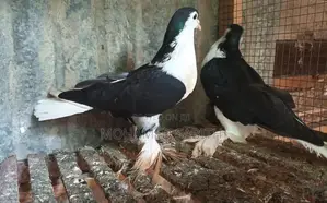 Pigeons