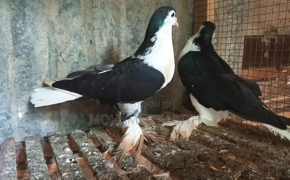 Pigeons