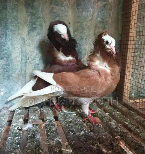 Pigeons