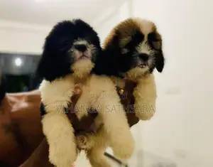 Shihtzu Puppies