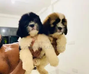 Shihtzu Puppies