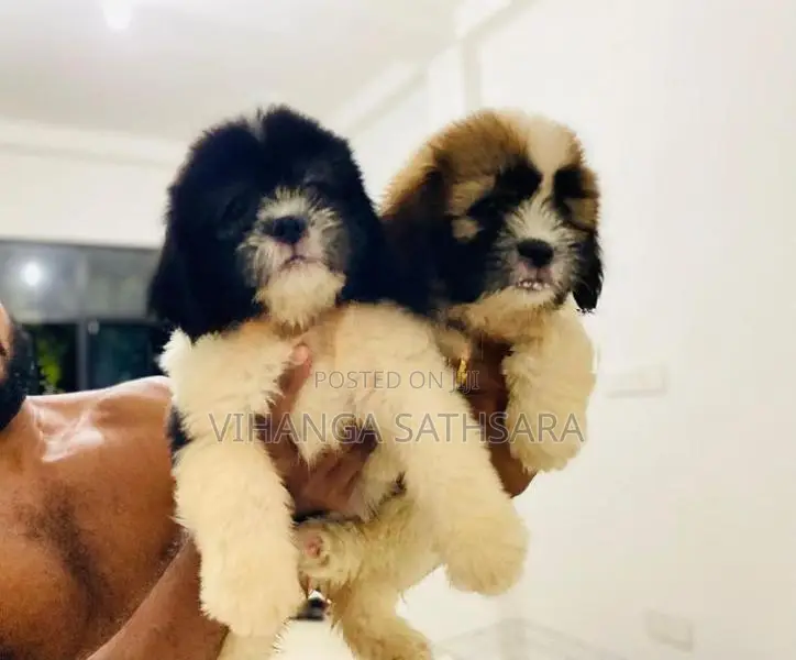 Shihtzu Puppies