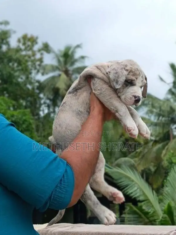 Amarican Bully Puppies