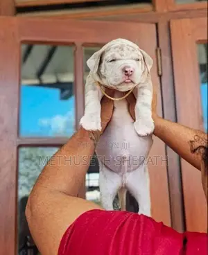 Amarican Bully Puppies