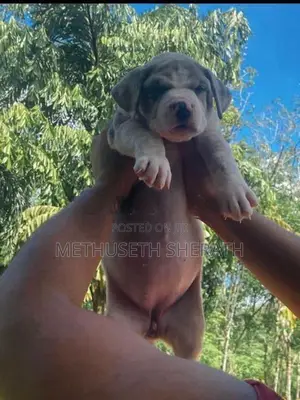 Amarican Bully Puppies